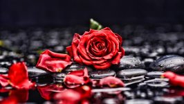 Desktop image. Flowers. ID:108618