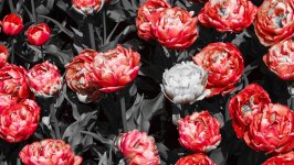 Desktop image. Flowers. ID:108814