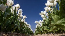 Desktop image. Flowers. ID:108819
