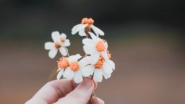 Desktop image. Flowers. ID:109003