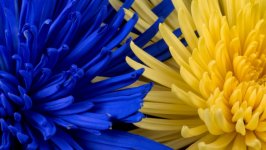 Desktop image. Flowers. ID:109192