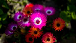 Desktop image. Flowers. ID:132468
