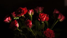 Desktop image. Flowers. ID:109466