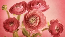 Desktop image. Flowers. ID:109652