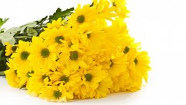 Desktop image. Flowers. ID:110143
