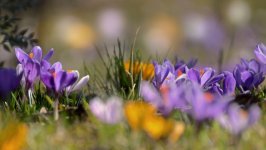 Desktop image. Flowers. ID:110621