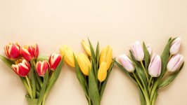 Desktop image. Flowers. ID:110622