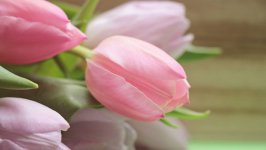 Desktop image. Flowers. ID:110661