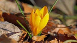 Desktop image. Flowers. ID:110664