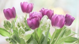 Desktop image. Flowers. ID:111560