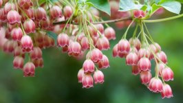 Desktop image. Flowers. ID:111880