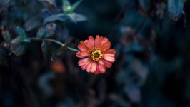 Desktop image. Flowers. ID:111925