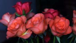 Desktop image. Flowers. ID:112024