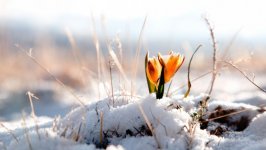 Desktop image. Flowers. ID:112103