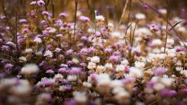 Desktop image. Flowers. ID:112274