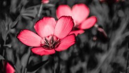 Desktop image. Flowers. ID:112372
