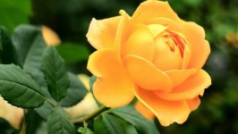 Desktop image. Flowers. ID:112534