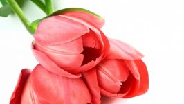 Desktop image. Flowers. ID:112536