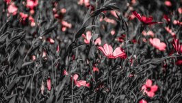 Desktop image. Flowers. ID:112537