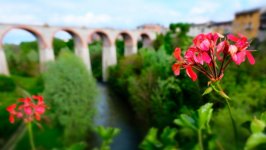 Desktop image. Flowers. ID:114173