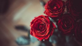 Desktop image. Flowers. ID:114466