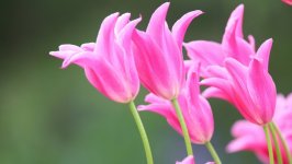Desktop image. Flowers. ID:114498