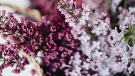 Desktop image. Flowers. ID:114739
