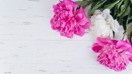 Desktop image. Flowers. ID:114773