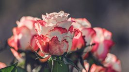 Desktop image. Flowers. ID:114873