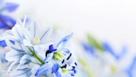 Desktop image. Flowers. ID:115010