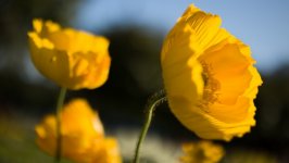 Desktop image. Flowers. ID:115056