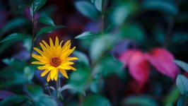 Desktop image. Flowers. ID:115057