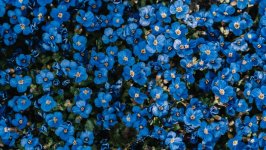 Desktop image. Flowers. ID:115107