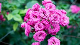 Desktop image. Flowers. ID:115432