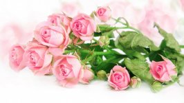 Desktop image. Flowers. ID:115436