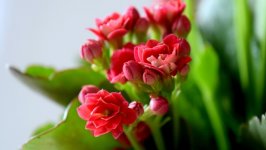 Desktop image. Flowers. ID:115468