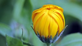 Desktop image. Flowers. ID:115508