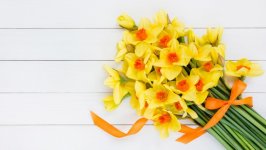 Desktop image. Flowers. ID:115509
