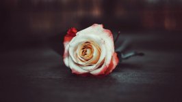 Desktop image. Flowers. ID:115704