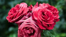 Desktop image. Flowers. ID:115765