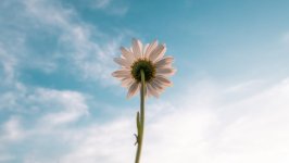 Desktop image. Flowers. ID:115838