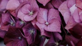 Desktop image. Flowers. ID:115952