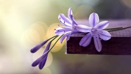 Desktop image. Flowers. ID:115961