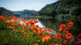 Desktop image. Flowers. ID:116012