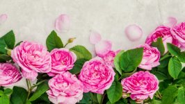 Desktop image. Flowers. ID:116017