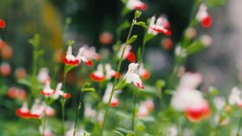 Desktop image. Flowers. ID:116139