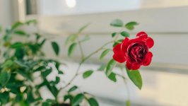 Desktop image. Flowers. ID:132355
