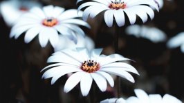 Desktop image. Flowers. ID:116371