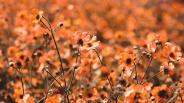 Desktop image. Flowers. ID:116372