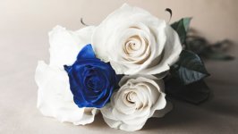 Desktop image. Flowers. ID:116451